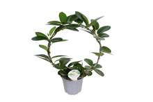 Porselensplante 12 cm på bøyle